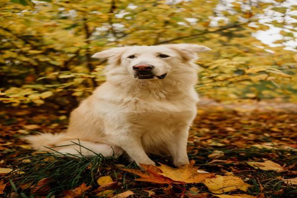 安逸花没还了怎么办