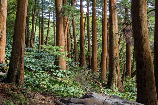 太平洋重疾险险种介绍