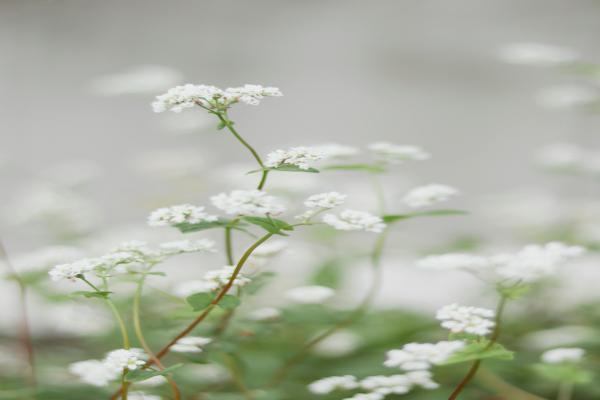 如何在手机上查询社保缴费年限，为什么需要查询社保缴费年限