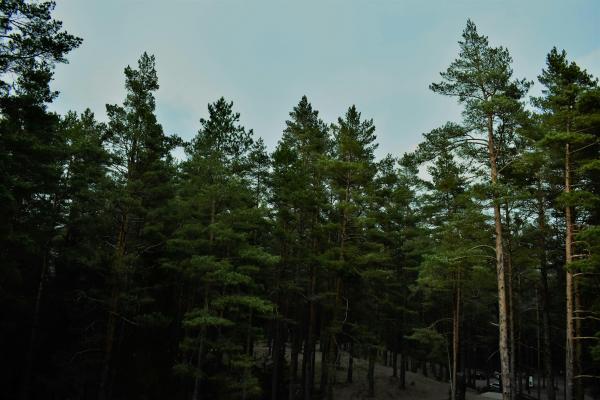 岁岁登高终身寿险分红型的退保政策是什么，退保时应注意哪些问题