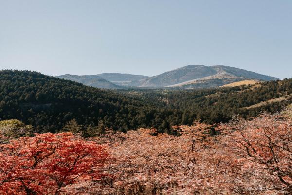 平安鑫福星重大疾病保险的保障范围有哪些，费用如何计算